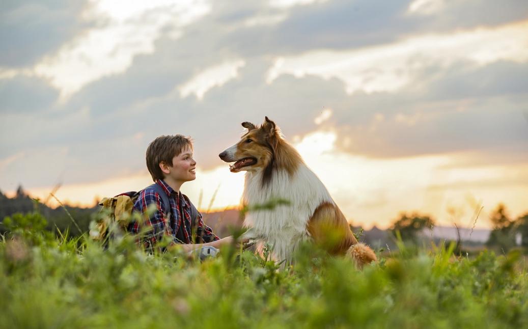 לאסי שובי הביתה