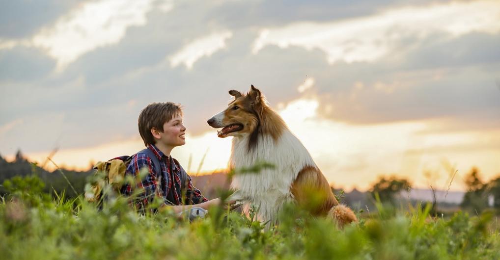 לאסי שובי הביתה