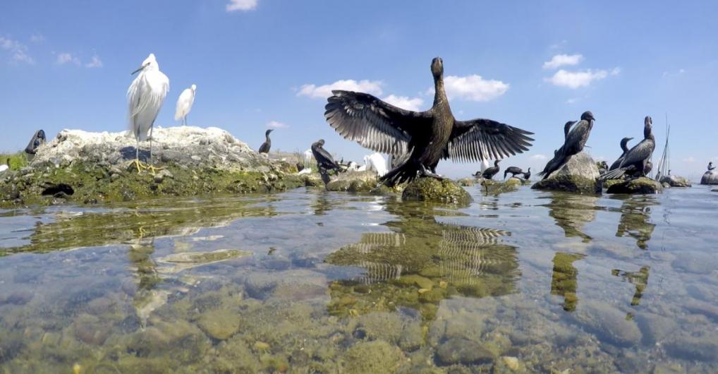 כנרת ים של חיים